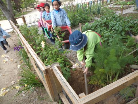 Todas as crianças participam e trabalham na horta. Aqui transportam composto nas carretas para adubar um chuchu que a Leonor trouxe de casa e vai plantar.